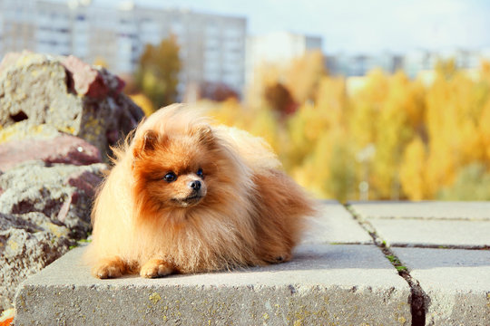 Funny autumn pomeranian dog. Dog in autumn park. Pomeranian in autumn yellow leaves