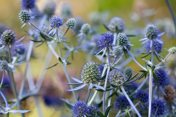 Eryngium planum. Blue Sea, violet holly healthcare flowers. soft focus, macro view