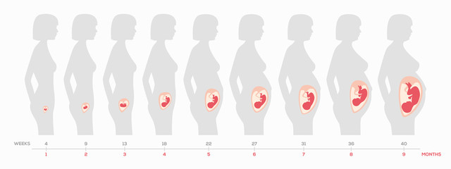 The growth of a human fetus in weeks and months in vector format