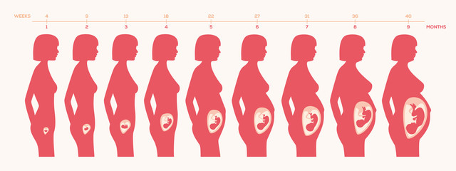 The growth of a human fetus in weeks and months in vector format