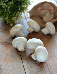 VARIOUS MUSHROOMS placed on a wooden table