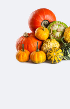 Photography different size and kinds colorful halloween pumpkins on white