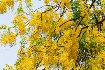 Flowers of Thailand are called Golden Shower Tree .