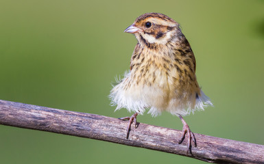 The Reed Bunting and a Wind