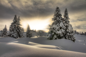 Beautiful fresh powder landscape with pine trees in Les Portes du Soleil in the European Alps. 