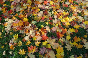 Bunter Blätterteppich