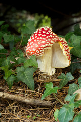 poisonous mushroom