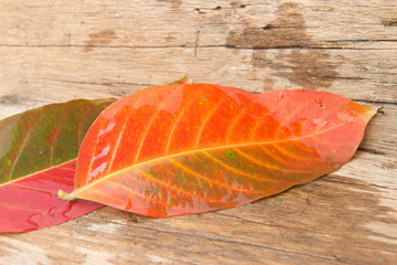 Background autumn orange leaves on wood.