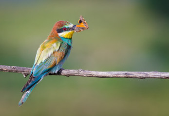 Bee-eater and the Butterfly