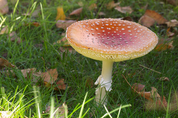poisonous mushroom