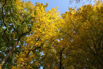 Blätterfärbung Ahorn