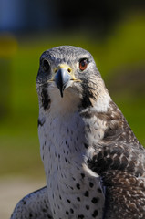 Gyrperegrine Falcon