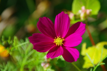 Fototapeta premium Magenta