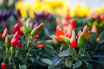ripe red, green pepper plants and hot peppers