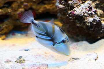 Rhinecanthus aculeatus. Aquarian fish