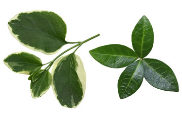 Fototapeta premium Vinca Leaf