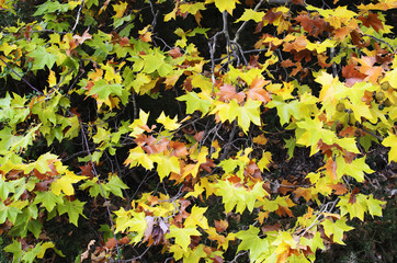 diferentes colores del otoño en las ramas de un olmo