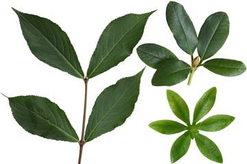 Sweet Woodruff and Weigela Leaf