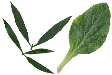 Foxglove and  Eyeful Tower  Leaf