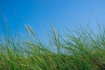 Tall green grass on a blue sky