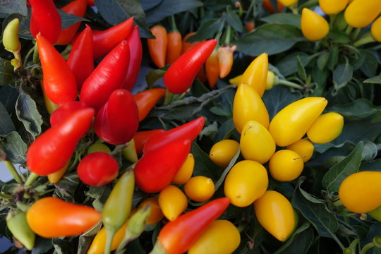 Chilipflanzen