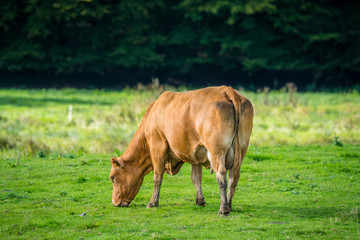 Cow alone on grass
