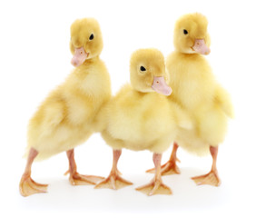 Three ducklings.
