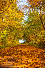 Naklejka premium Autumn leaves on a path