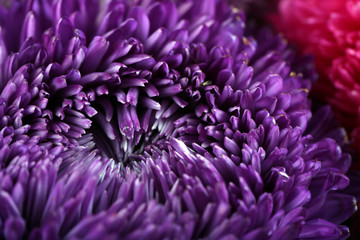 Beautiful violet chrysanthemum