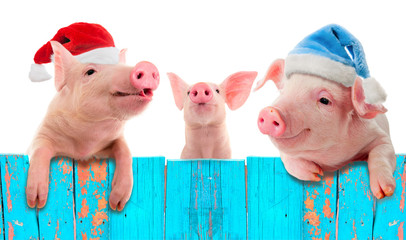 Funny piglet in a cap of Santa Claus hanging on the fence. Studio photo. Isolated on white background. Collage for congratulations farmers. © yevgeniy11