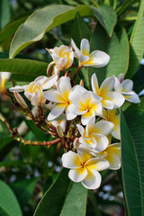 Obraz premium White frangipani flowers is blooming in the early morning
