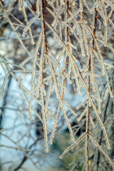 Fototapeta premium Frozen Tree after Icy Rain
