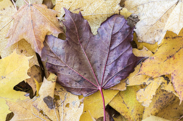 Colors of autumn