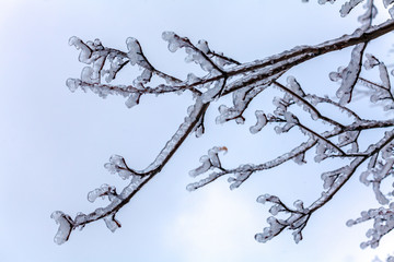 Frozen Tree after Icy Rain