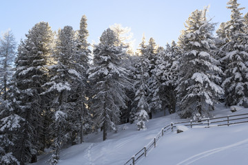 Sunset for the snow-covered forest