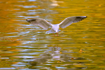 Mouette rieuse en vol