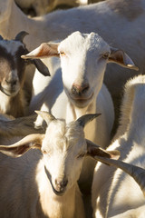 Group of goats looking at the camera