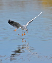 Mouette rieuse en vol