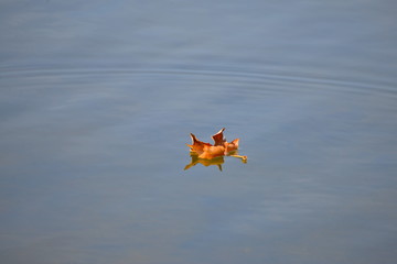Feuille morte sur l'eau