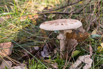 Parasol mushroom (Macrolepiota procera or Lepiota procera) in the autumn forest