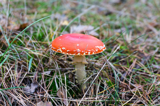 Parasol mushroom (Macrolepiota procera or Lepiota procera) in the autumn forest