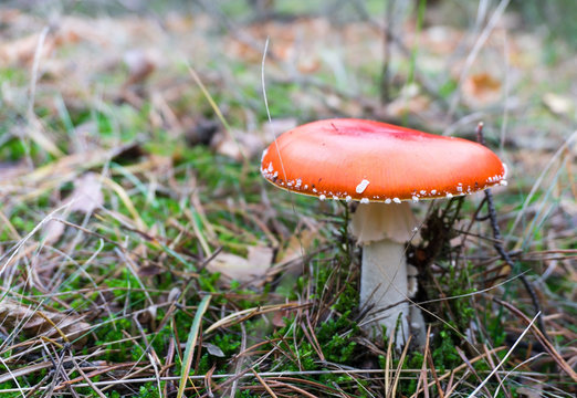 Parasol mushroom (Macrolepiota procera or Lepiota procera) in the autumn forest