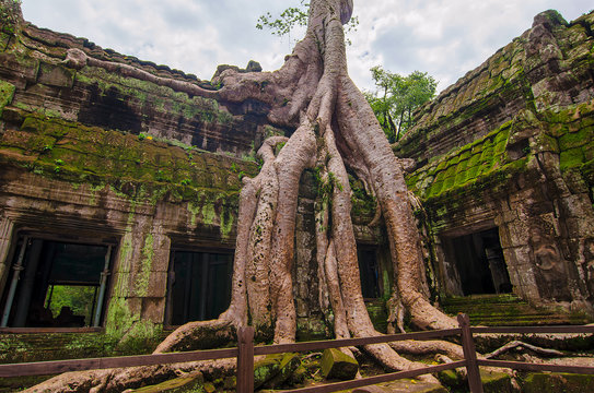 Trees in ruin Ta Prohm, part of Khmer temple complex, Asia. Siem Reap, Cambodia. Ancient Khmer architecture in jungle.