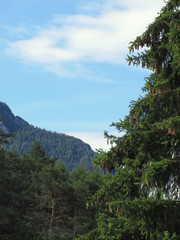 Alpine landscape with green fir and forest in foreground and mountain with sky in background. Fie allo Sciliar, South Tyrol, Italy