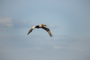 Brown Pelican in flight