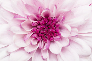 Fototapeta premium pink annealed Chrysanthemum