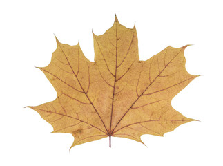Desiccated maple leaf.