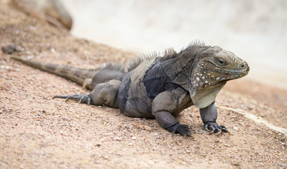 Cuban Rock Iguana (Cyclura nubila)