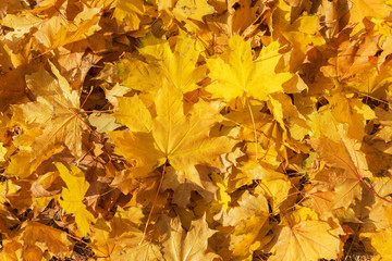 golden color maple leaves as background on autumn