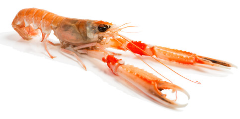  Langoustine